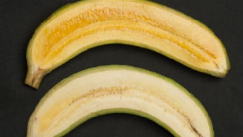 Golden Bananas 